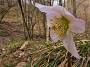 15 Festa di ellebori in fiore (Helleborus niger) sul sentiero 506 C da Alino a Ca Boffelli